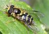 Dasysyrphus albostriatus